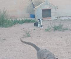 Jam17, hombre, soltero, Caravaca, Murcia, España